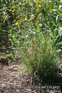 7944_SCHISCO_5 thumbnail