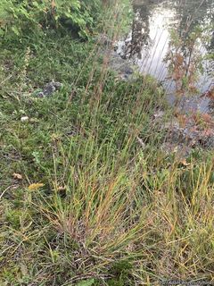 7944_SCHISCO_500 thumbnail