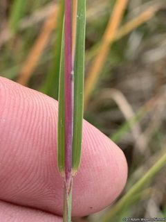 7944_SCHISCO_501 thumbnail