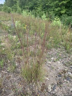 7944_SCHISCO_508 thumbnail