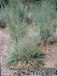 7944_SCHISCO_9 thumbnail