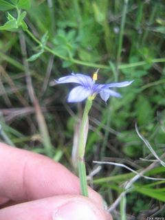 6209_SISYMON_504 thumbnail