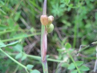 6209_SISYMON_505 thumbnail