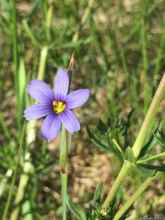 6209_SISYMON_506 thumbnail