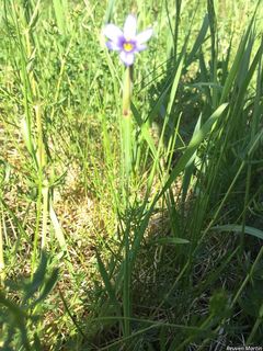 6209_SISYMON_508 thumbnail