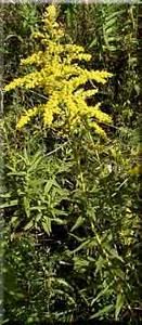 3445_SOLICAN_12 thumbnail