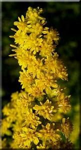 3445_SOLICAN_13 thumbnail