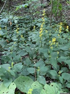 3447_SOLIFLE_500 thumbnail