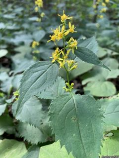 3447_SOLIFLE_501 thumbnail