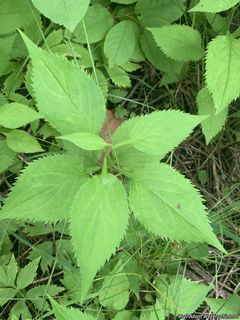 3447_SOLIFLE_503 thumbnail