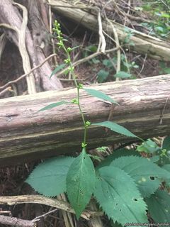 3447_SOLIFLE_506 thumbnail