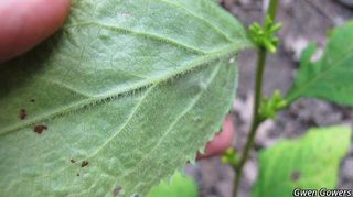 3447_SOLIFLE_801 thumbnail