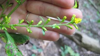 3447_SOLIFLE_803 thumbnail