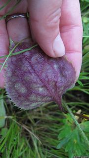 3447_SOLIFLE_806 thumbnail