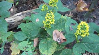 3447_SOLIFLE_810 thumbnail