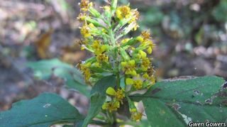 3447_SOLIFLE_813 thumbnail