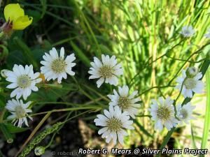 3472_SOLIPTA thumbnail