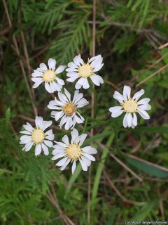 3472_SOLIPTA_500 thumbnail