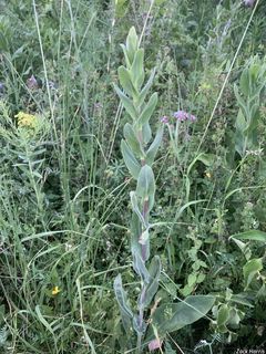 3478_SOLIRIG_500 thumbnail