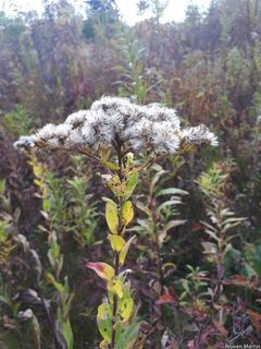 3478_SOLIRIG_501 thumbnail