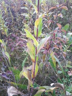 3478_SOLIRIG_502 thumbnail