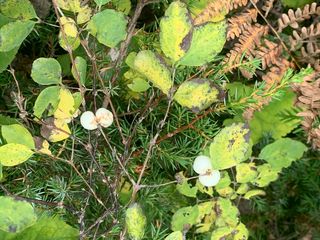 4233_SYMPALB_501 thumbnail