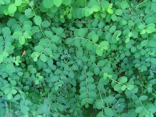 4233_SYMPALB_507 thumbnail