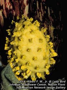 2681_SYMPFOE_4 thumbnail