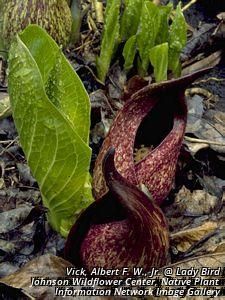 2681_SYMPFOE_5 thumbnail