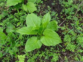 2681_SYMPFOE_509 thumbnail