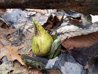 2681_SYMPFOE_512 thumbnail