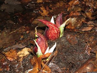 2681_SYMPFOE_518 thumbnail