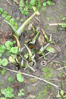 2681_SYMPFOE_8011 thumbnail