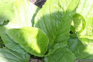 2681_SYMPFOE_8051 thumbnail