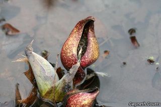 2681_SYMPFOE_8121 thumbnail