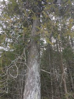 4711_THUJOCC_500 thumbnail