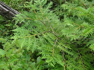 4711_THUJOCC_506 thumbnail