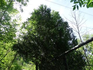 4711_THUJOCC_508 thumbnail