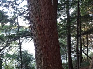 4711_THUJOCC_514 thumbnail