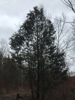 4711_THUJOCC_527 thumbnail