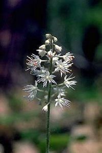 9311_TIARCOR_2 thumbnail