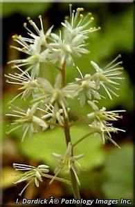 9311_TIARCOR_4 thumbnail