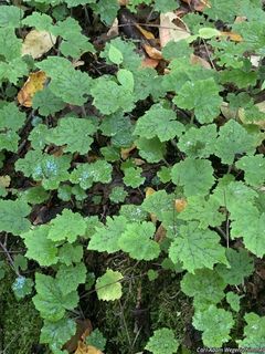 9311_TIARCOR_500 thumbnail