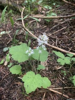 9311_TIARCOR_505 thumbnail