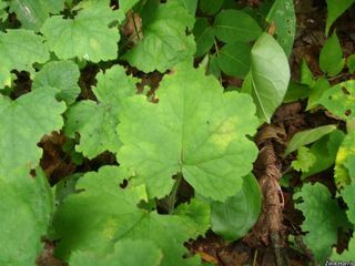 9311_TIARCOR_509 thumbnail