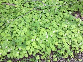 9311_TIARCOR_519 thumbnail