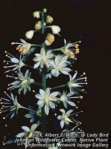 9311_TIARCOR_7 thumbnail