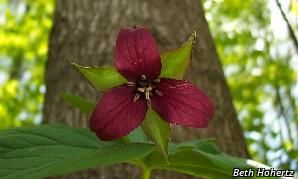 red trillium| purple trillium| stinking Benjamin| ill scent trillium| wakerobin plant preview