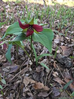 6656_TRILERE_501 thumbnail