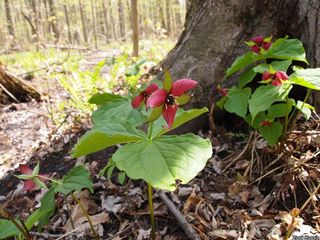 6656_TRILERE_508 thumbnail